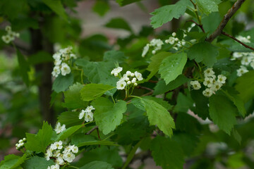 The Siberian hawthorn (lat. Crataegus sanguinea) of the family Rosaceae. Samara, Russia.