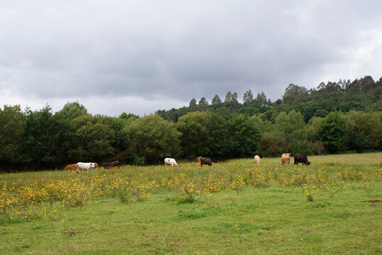 Galician cows grazing eating fresh grass outdoors in green meadow with trees on cloudy day. Native breed cattle from Melide village, La Coru&ntilde;a, Galicia. Sustainable extensive livestock farming.