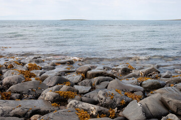 Sea ​​beach with large grey smooth stones, seaweed washed up on the beach by the surf. Barents Sea, Arctic Ocean, Rybachy Peninsula, Murmansk region, Russia