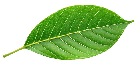 Obraz premium Fresh Green Leaf Close-Up Isolated on Transparent Background Vibrant Green Leaf with Visible Details on Transparent Background