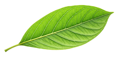 Fototapeta premium Fresh Green Leaf Close-Up Isolated on Transparent Background Vibrant Green Leaf with Visible Details on Transparent Background