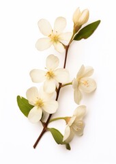 Obraz premium Real Pressed a Jasmine flower blossom plant.