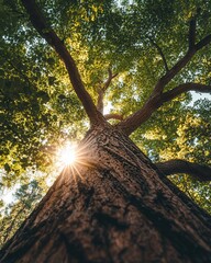 Majestic Tree Reaching for Sunlight Low Angle View of Canopy and Bark Detail