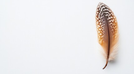 Fototapeta premium Delicate Brown and White Spotted Bird Feather Isolated on White Background with Copy Space