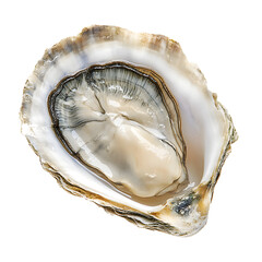 Closeup of a Freshly Shucked Gourmet Oyster Shell with Iridescent Mother of Pearl Details