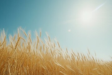 Obraz premium Golden Wheat Field Under Bright Summer Sky with Sunlight Flare