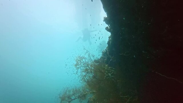 underwater Philippines scuba diving. tourism destination for coral reef and shipwrecks diving in Coron, Palawan. 
