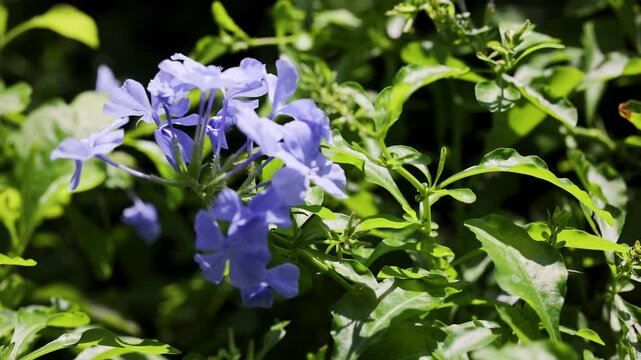 Purple Flowers in Sunlit Garden