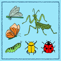 insect-collect-color