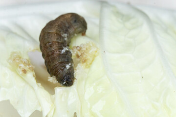 Caterpillar A fat brown caterpillar is eating a cabbage head on a cabbage leaf.
