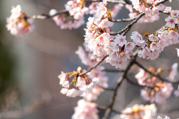 Pink cherry blossom(Cherry blossom, Japanese flowering cherry) on the Sakura tree. Sakura flowers are representative of Japanese flowers. The main part of the winter pass. I love everyone.