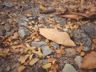 Beautiful of brown dried leaves nature background