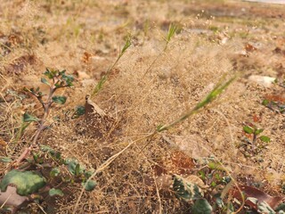 Beautiful of brown dried leaves nature background