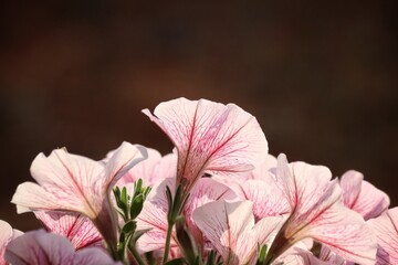 Naklejka premium Blooming petunia pink flower beautiful.