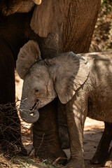 Baby Desert Elephant grazing with mom