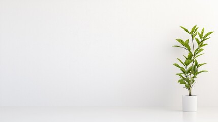 Minimalist room, plant, white wall, interior design, website banner