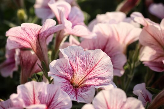 Blooming petunia pink flower beautiful.