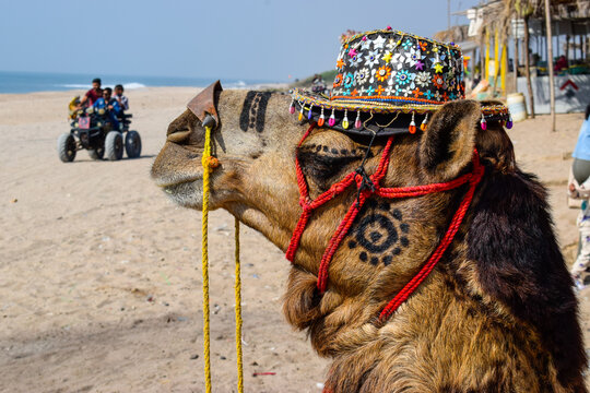 Funny image of camel wearing hat 