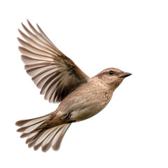 Graceful Bird in Flight Against Clear Sky with Outstretched Wings