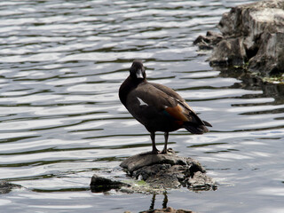 A Paradise Shelduck (Tadorna variegata) stands on a rock in the water looking at camera