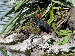A Pukeko stands on a rocky terrain looking at camera.New Zealand. (Porphyrio melanotus).Australasian Swamphen	