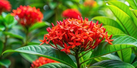 Exotic coral plant with bright red flowers and large green leaves in a tropical garden setting, coral plant