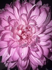 pink dahlia flower 