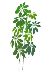 新緑　観葉植物　葉　アイコン