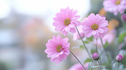 Obraz premium Soft Pink Cosmos Flowers in Bloom