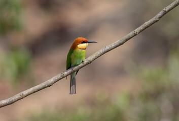 bee eater perched on branch