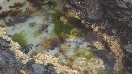 Seaweed on a beach new zealand variety of colours beachcombing 