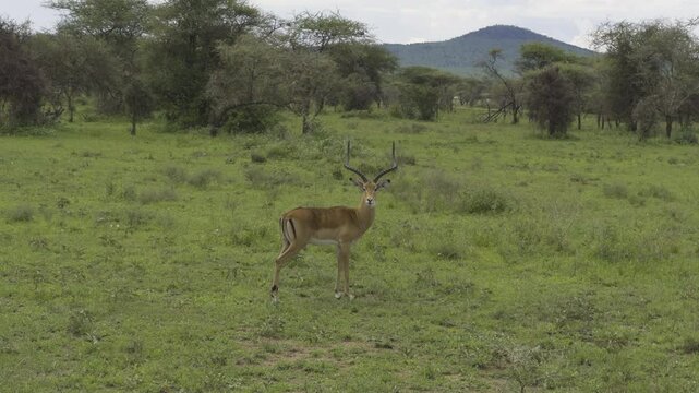 A lone impala stands in the Serengeti, attentively watching for potential predators in the grassland, profile sideview as muscles twitch, scratching head