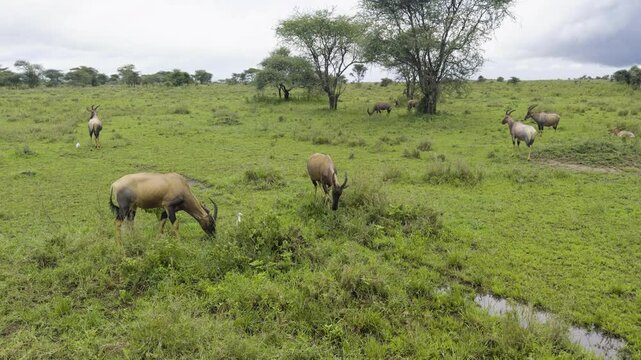 A small group of topis grazes in the Serengeti, blending into the open savanna under the bright sky, medium pan