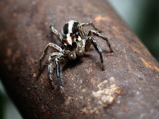 closeup of small jumping spider on tree