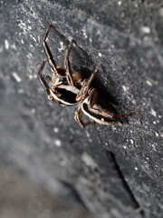 closeup of small jumping spider on tree