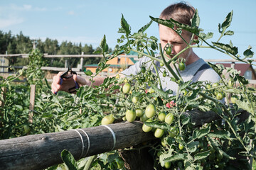 Caucasian male adult pruning green tomatoes in sunny garden