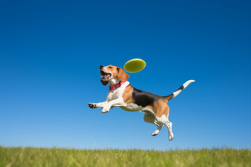 Beagle Jumping to Catch a Frisbee in a Green Meadow