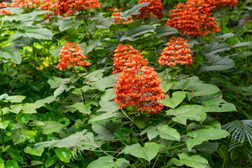 Close-up of Clerodendrum paniculatum (pagoda flower), Hawai‘i Tropical Botanical Garden	