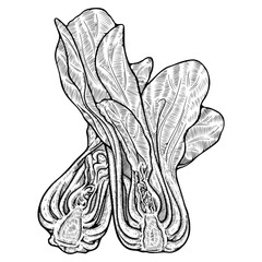 Hand-Drawn Cut Bok Choy Vector - Vintage Line Art Illustration