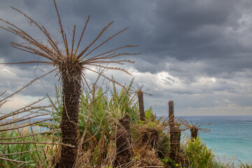 奄美大島の海岸周辺の風景