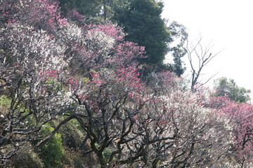 見ごろを迎えた池上梅園