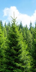 Fototapeta premium A beautiful row of evergreen trees standing tall in a peaceful woodland setting surrounded by nature