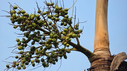 Fototapeta premium Green betel nuts or Areca catechu nut fruit bunches