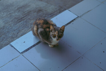 A calico cat with striking amber eyes sits on a cool tiled floor, staring curiously. Its fur blends warm and cool tones, contrasting with the blue tiles and worn concrete surroundings.