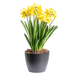 A Vibrant Yellow Daffodil Plant in Full Bloom Isolated on Transparent Background