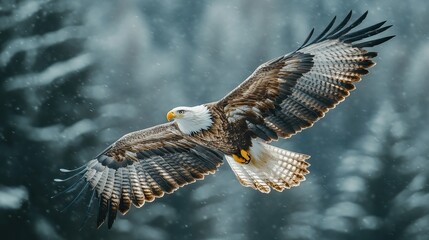 Obraz premium eagle flying in the cloudy sky over the mountains