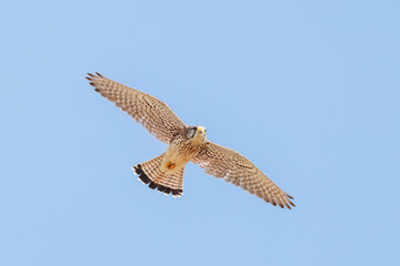狩りのために飛翔する美しいチョウゲンボウ（ハヤブサ科）
英名学名：Common Kestrel (Falco tinnunculus, family comprising falcons) 
神奈川県平塚市、岡崎の田んぼ-2025年
