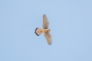 狩りのために飛翔する美しいチョウゲンボウ（ハヤブサ科）
英名学名：Common Kestrel (Falco tinnunculus, family comprising falcons) 
神奈川県平塚市、岡崎の田んぼ-2025年
