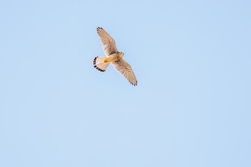 狩りのために飛翔する美しいチョウゲンボウ（ハヤブサ科）
英名学名：Common Kestrel (Falco tinnunculus, family comprising falcons) 
神奈川県平塚市、岡崎の田んぼ-2025年

