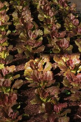 Growing organic vegetable farms for background                